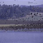 Laukinės gamtos išsaugojimo projektų svarba pasaulyje