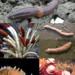 Dėl klimato kaitos nykstančios jūrų rūšys: mokslininkai skuba fiksuoti