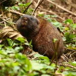 Kamerūno ryžių ūkininkai: tarp nacionalinių ambicijų ir kaimo realybės