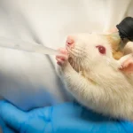 Naujas mikroskopinis implantas gali stebėti smegenų veiklą