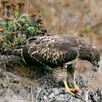 Ar žmogus turi moralinę pareigą gelbėti laukinius gyvūnus nuo gamtos kančių?