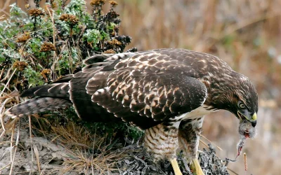 Ar žmogus turi moralinę pareigą gelbėti laukinius gyvūnus nuo gamtos kančių?