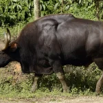 Vietname atgal į gamtą paleisti reti laukiniai gyvūnai