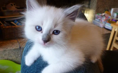 Geriausias kačiukų maistas 2026 metais: ką rinktis augintiniui?