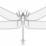 Kodėl senovinės didžiulės vabzdžių rūšys nebėra matomos mūsų laikais?