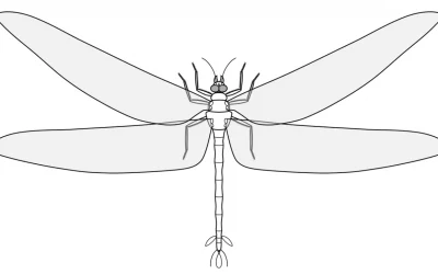 Kodėl senovinės didžiulės vabzdžių rūšys nebėra matomos mūsų laikais?