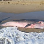 Unikalus banginio gimimas ir staigmena po jo: mokslininkai stebėjo neįprastą įvykį