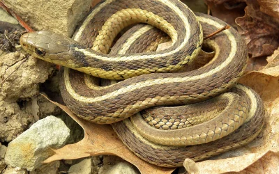 Paslaptingi gyvačių elgesiai: ką verta žinoti apie šias būtybes