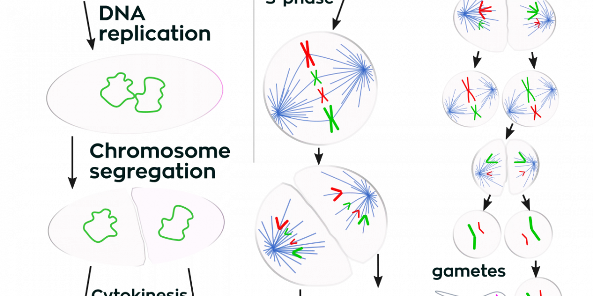 Mokslininkai atranda naują ląstelių dalijimosi mechanizmą