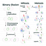 Mokslininkai atranda naują ląstelių dalijimosi mechanizmą
