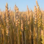 Naujas atradimas: kviečių imuninės sistemos komplekso paslaptis atskleista