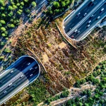 Kolorado valstijoje planuojama įrengti didžiausią pasaulyje laukinės gamtos perėjimą