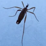 Neįprasta sniego muselių išlikimo strategija šaltyje