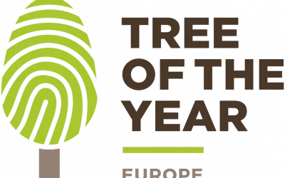 Lietuvos ąžuolas iš Laukių pelno prestižinį Europos metų medžio titulą