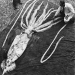 Gilių vandenų tyrinėtojai atrado naujas gyvybės rūšis