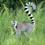 Unikali Madagaskaro gamta: išskirtinė biologinė įvairovė