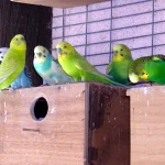 Neįtikėtini gamtos spalvų mutacijos: unikalūs gyvūnai ir objektai