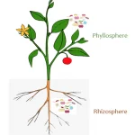 Kaip žarnynas ir smegenys susiję su apetito praradimu ligos metu