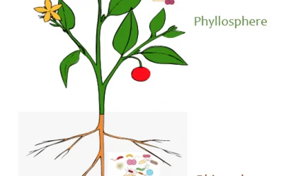 Kaip žarnynas ir smegenys susiję su apetito praradimu ligos metu
