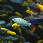 DNR atskleidė dvi naujas ešerių rūšis, kurios buvo nepastebėtos