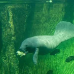 Jūriniai archeologai aptiko didžiulį viduramžių laivą prie Danijos krantų