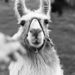 Gyvūnų memai: kasdienė dozė juoko ir šypsenų