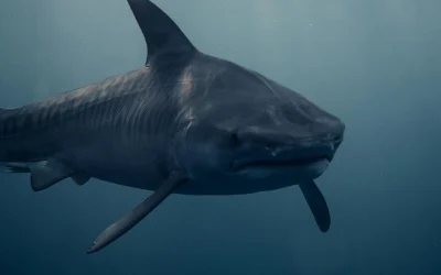 Naujos žvejybos technologijos: kaip sumažinti atsitiktinį jūrų gyvūnų sugavimą