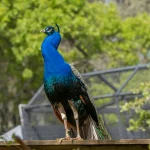 Žmonės ir gyvūnai gali turėti panašius poravimosi šauksmų skonius