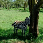 Nauji dirbtinio intelekto sprendimai gyvūnų aptikimui sudėtingose ekosistemose