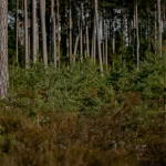 Pandos: ar išsaugojimo pastangos duoda vaisių?