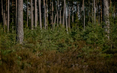 Pandos: ar išsaugojimo pastangos duoda vaisių?