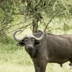 Daugiau nei 150 nykstančių rūšių grįžta į gamtos klestėjimą