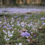 Pavasario atostogos: nostalgija jaunystei ir nepakartojamoms akimirkoms