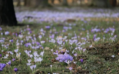 Pavasario atostogos: nostalgija jaunystei ir nepakartojamoms akimirkoms