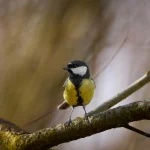 Japonijoje atrasta nauja paukščių rūšis po dešimtmečių