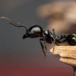 Revoliucinė duomenų bazė atskleidžia skruzdėlių įvairovę