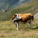 Karvė Veronika: įrankius naudojanti gyvulys stebina mokslininkus