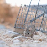 Naujoviškas šviesos spąstų dizainas stiprina atominiu lygiu plonas puslaidininkius