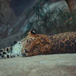 Kalifornijos Salt Creek ir Salt Creek kalvos: istorija ir gamta