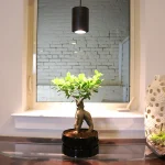 Šviesos poveikis augalams: stiprina struktūrą, bet riboja augimą