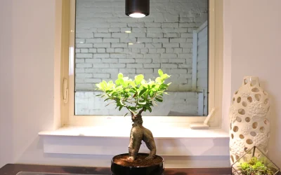 Šviesos poveikis augalams: stiprina struktūrą, bet riboja augimą