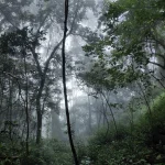 Miškų dirvožemiai atskleidžia netikėtą klimato naudą