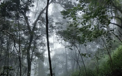 Miškų dirvožemiai atskleidžia netikėtą klimato naudą