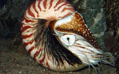 Seniausias aštuonkojo fosilijas pasirodo esąs nautiloidai