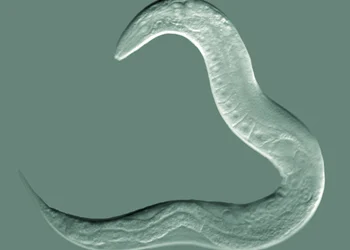 Mokslininkai atskleidžia smegenų ryšių paslaptis nauju metodu