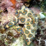 Mokslininkai atskleidžia, kaip aštuonkojai renkasi partnerius