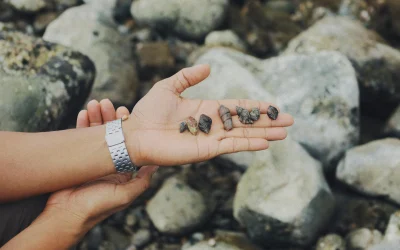 500 milijonų metų senumo fosilėje atrasta nagų struktūra keičia vorų kilmės istoriją