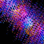 Nauji superatomai: revoliucija kvantiniuose kompiuteriuose