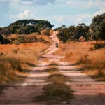 Afrikos miškai: didžiulis pokytis iš anglies sugerėjų į šaltinius