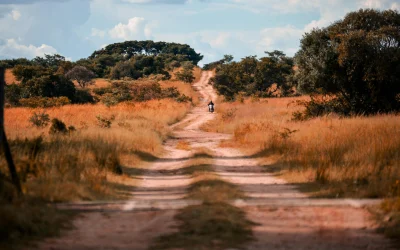 Afrikos miškai: didžiulis pokytis iš anglies sugerėjų į šaltinius